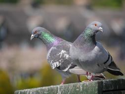 Pair of grey Pigeons outdoor