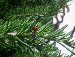 Ladybug Insect at Nature