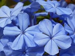 Blue Flowers in garden Background