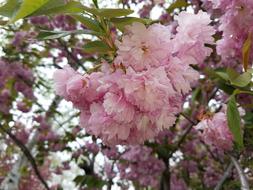 Flower Pink Flowers