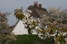 flowering branch of cherry on the background of the roof of the house