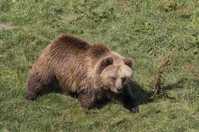 Animals Bear Nature