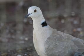 Laughing Turtle dove, Streptopelia