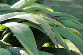 Green Leaves Plant