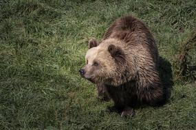 Bear Animals Nature