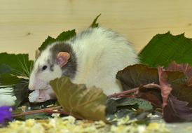 eating grey and white rat