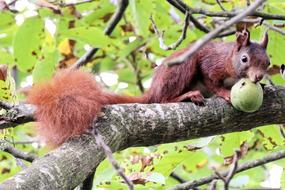 enchanting Squirrel Branch Sitting