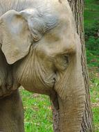 head of Elephant, detail