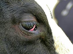 delightful Cow Eye