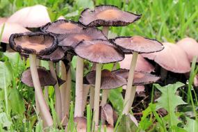 Mushrooms Forest Autumn