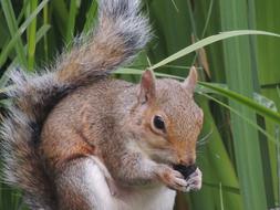 Squirrel Nut