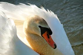gorgeous Swan with Wings up on water