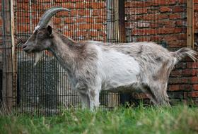 charming Goat hay