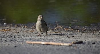 amazing sparrow Bird Nature