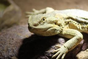 Pogona Vitticeps Bearded close-up on a blurred background