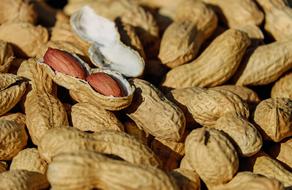 Peanut harvest in a box