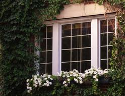 Windows balcony Flowers