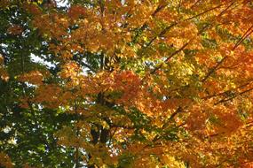 yellow orange autumn tree, close-up