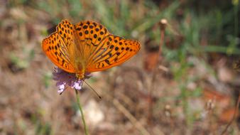 Butterfly Nature