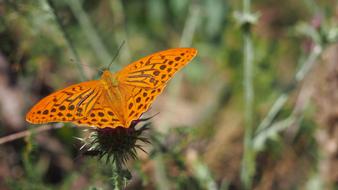 Butterfly Nature