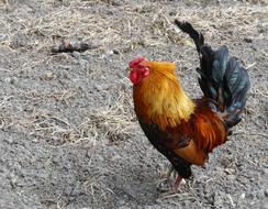 colorful homemade cock in the paddock