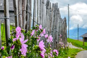 Fence Flowers Plant