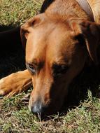 lying brown dog on the grass close up