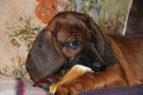 dachshund with bone