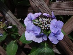 Ornamental purple hydrangea Plants