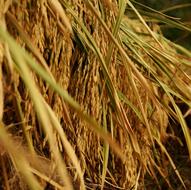 Rice Harvest Field