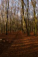 Autumn Forest Nature