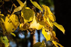 Tree Sheet Nature