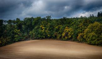 Forest Heaven Field