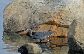 incredibly cute Blue Heron Bird