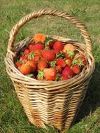 big basket of berries in the garden