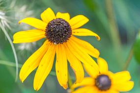 Yellow Flowers macro view