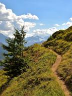 Trail Fir Tree Mountains