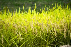 Japan Ear Of Rice