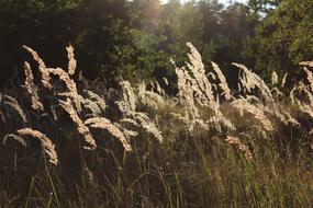 Grasses Meadow Nature Blade Of