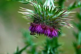 Thistle Blossom Bloom