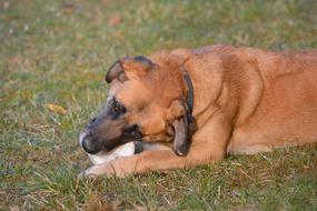 brown domestic dog playing with a ball on the lawn
