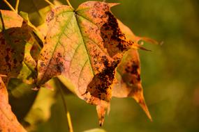 dried Autumn Leaves in Forest