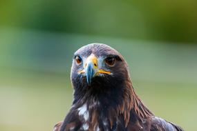 brown golden eagle with yellow beak