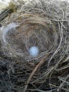 Nature Nest Egg Bird&#39;S