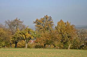 Tree Crow Birds