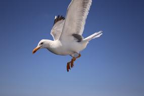 delightful Seagull Sky