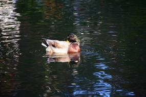 duck in water cleaning feathers