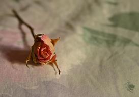 Rose Dried Dry