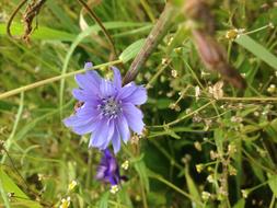Flower Chicory Flowers Of The
