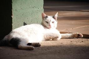 white grey cat Resting at stone wall